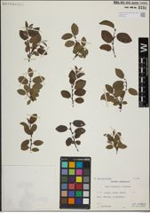 Foto von Salix herbacea L. x Salix lapponum L.